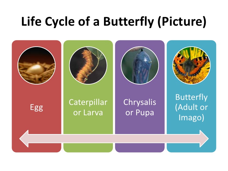 types-of-smartart-graphics-in-powerpoint-2010-11-728.jpg